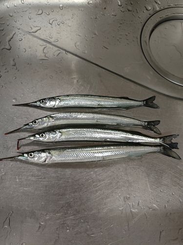 サヨリの釣果