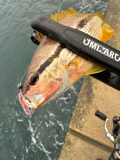 ヨコスジフエダイの釣果