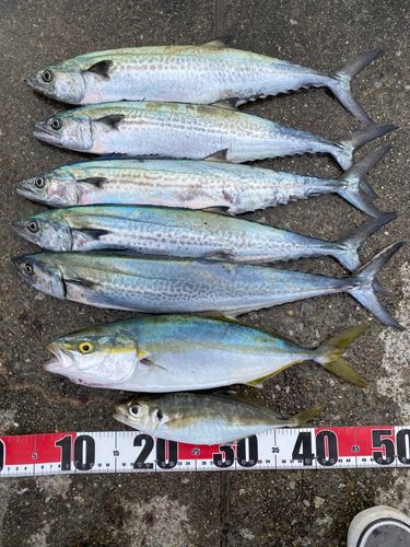 サゴシの釣果