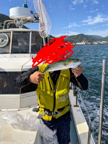 ヤズの釣果