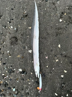タチウオの釣果