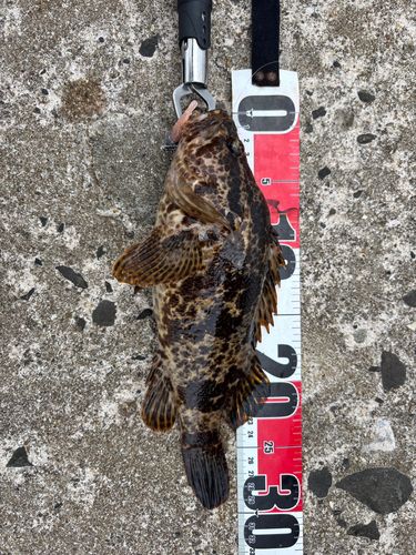 タケノコメバルの釣果