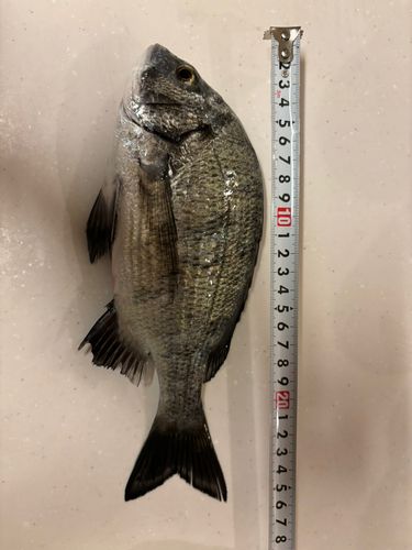 チヌの釣果