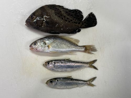 コショウダイの釣果