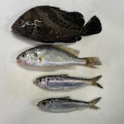 コショウダイ