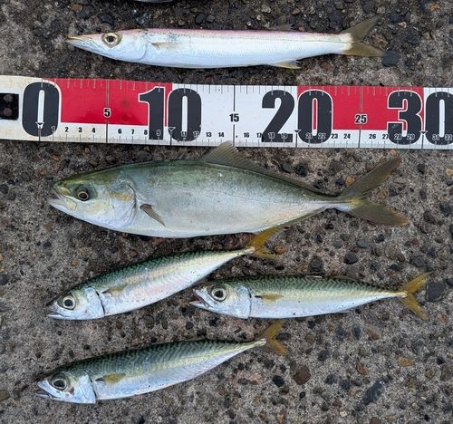 カマスの釣果