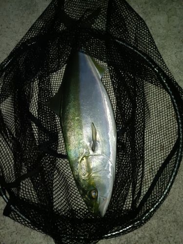 ハマチの釣果