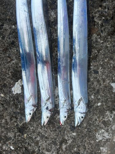 タチウオの釣果