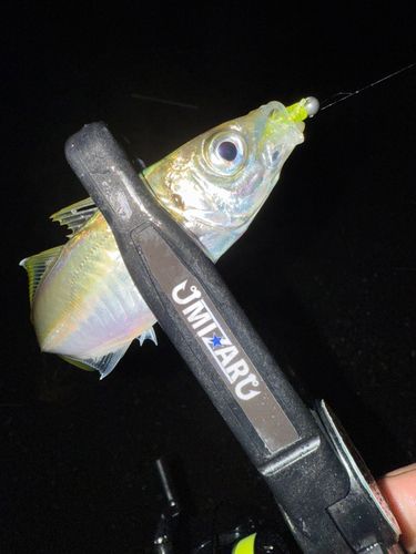 マアジの釣果