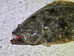 ヒラメの釣果