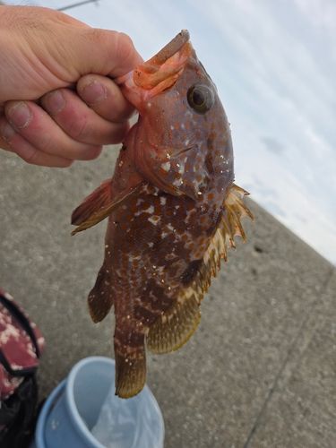 アコウの釣果