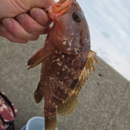 アコウ