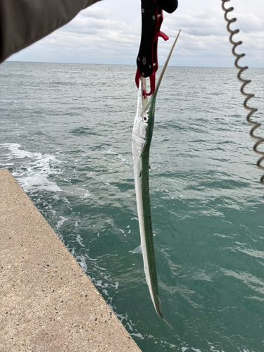 ダツの釣果