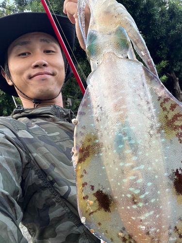 アオリイカの釣果
