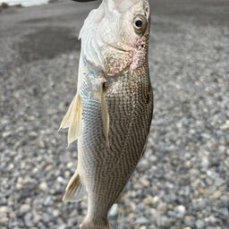 イシモチ
