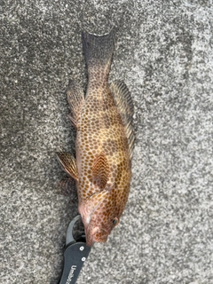 オオモンハタの釣果