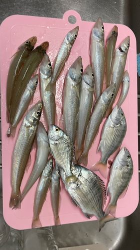 キスの釣果