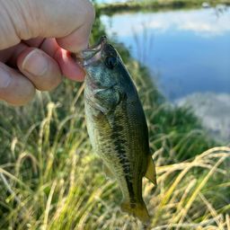 ラージマウスバス