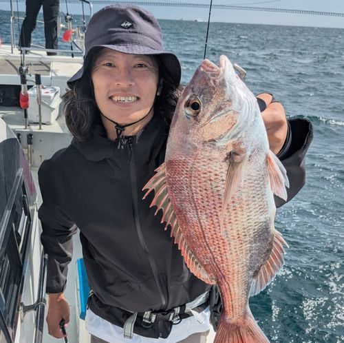 マダイの釣果