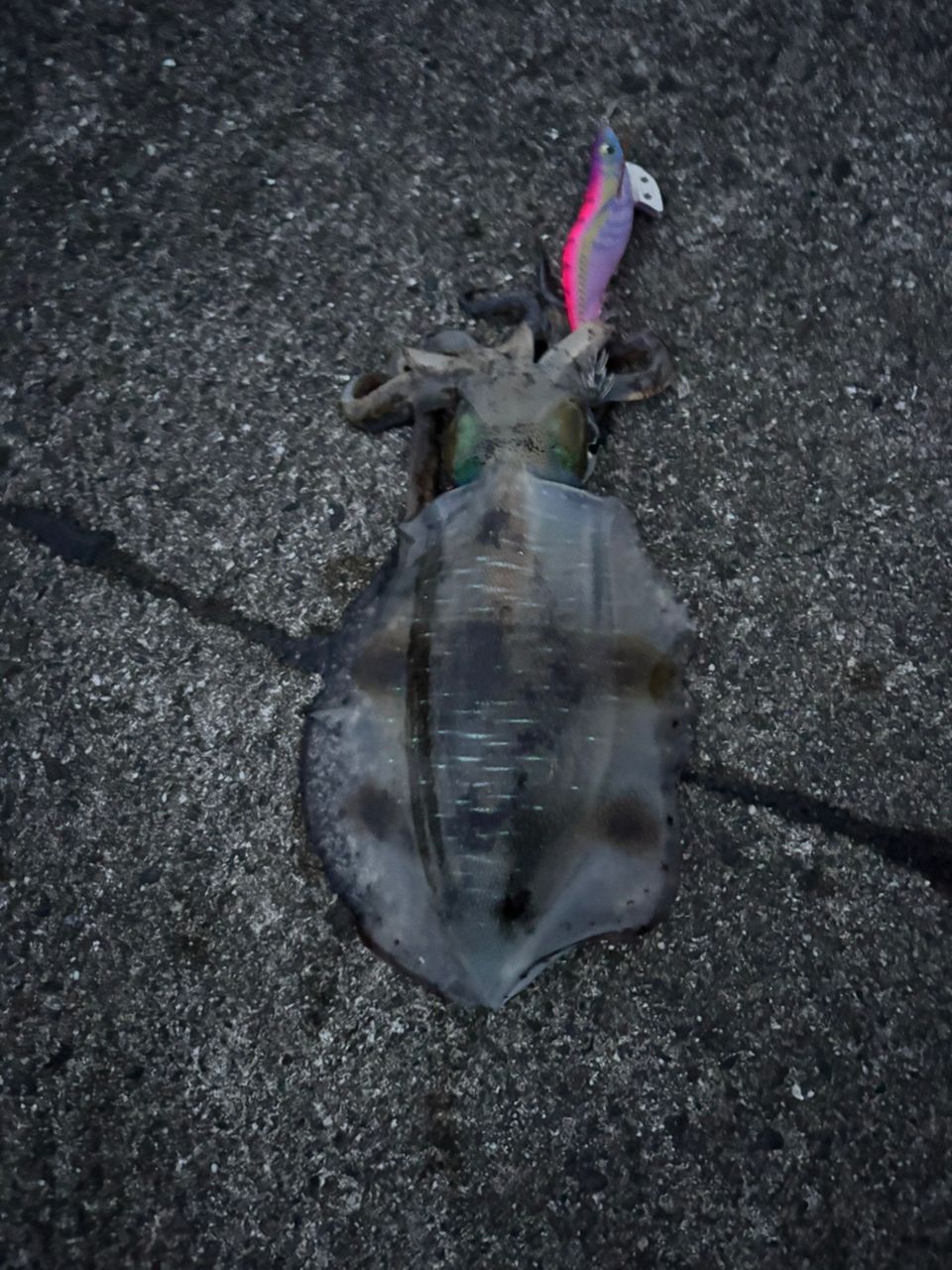 YAMAGA Blanks バリアス 86Mの最安値・インプレ・釣果 | 本音の口コミ