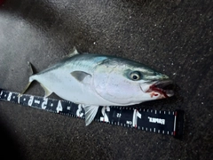 ワラサの釣果