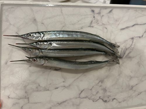 サヨリの釣果