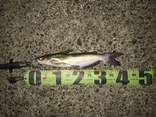 アメリカナマズの釣果