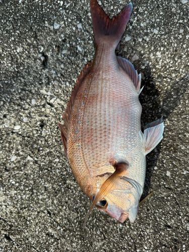 マダイの釣果