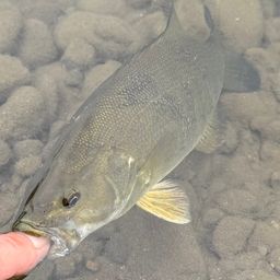 スモールマウスバス