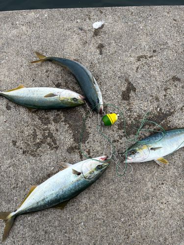 ワカシの釣果