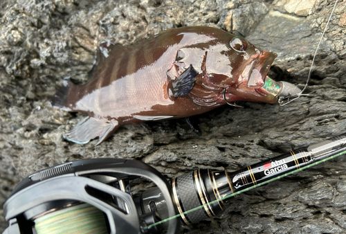 ヤミハタの釣果