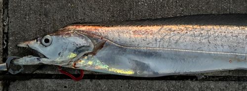 タチウオの釣果