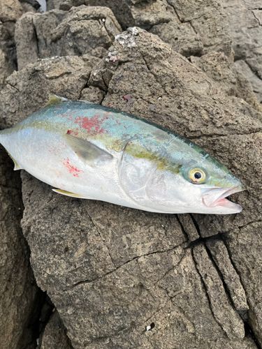 ハマチの釣果
