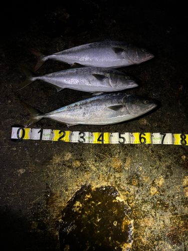 ワラサの釣果