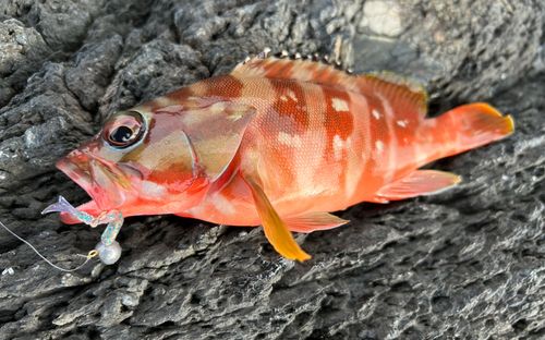 アカハタの釣果