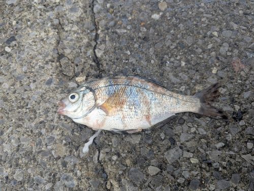 ウミタナゴの釣果