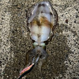 アオリイカ