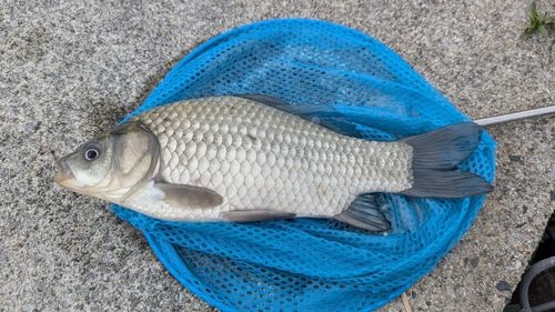 マブナの釣果