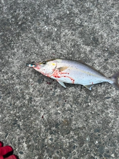 ショゴの釣果