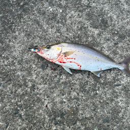 ショゴ