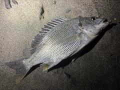キビレの釣果