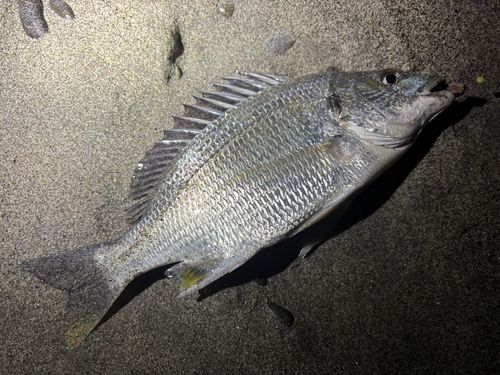 キビレの釣果