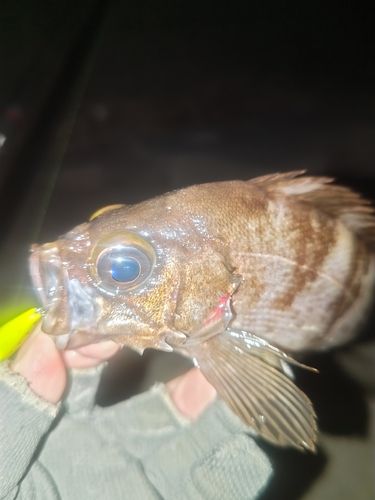 メバルの釣果