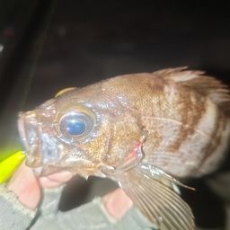 メバル
