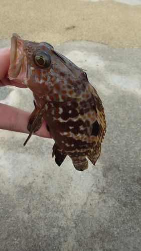 氷見漁港