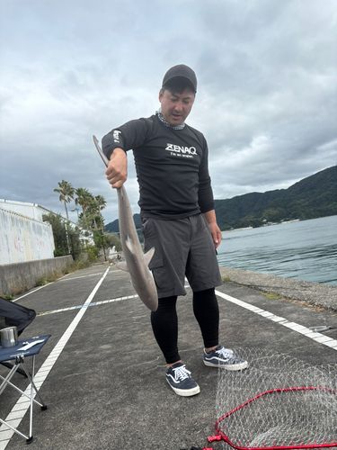 サメの釣果