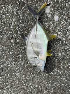 カスミアジの釣果