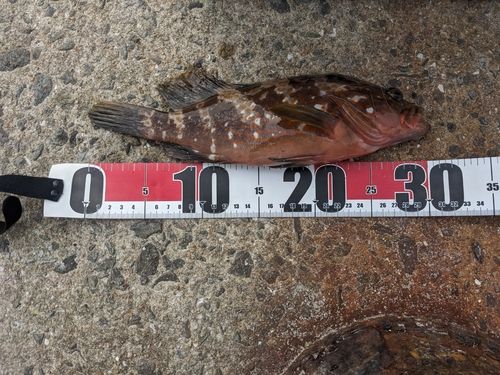 アコウの釣果