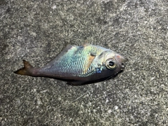 ミナミハタンポの釣果