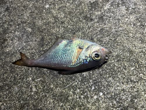 内海